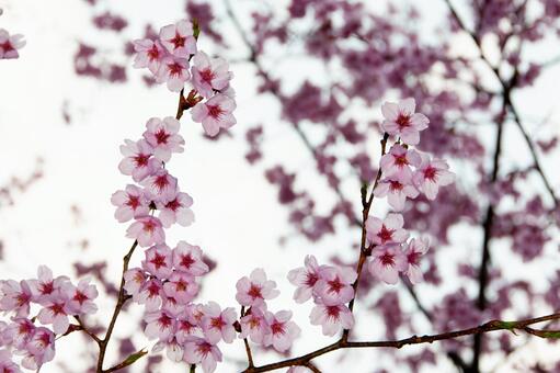 満開に咲き誇る陽光桜の美しい春景色 18 桜,さくら,サクラの写真素材