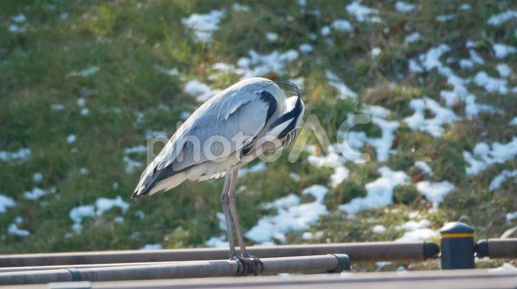 残雪にたたずむアオサギ アオサギ,あおさぎ,サギの写真素材