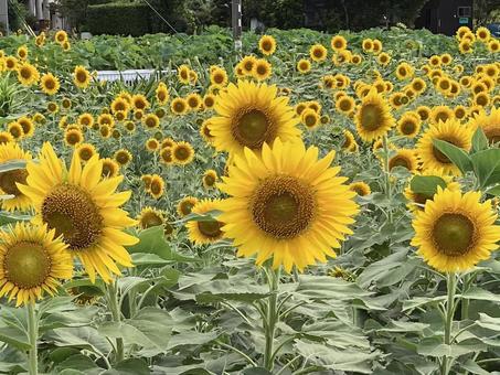 花★向日葵 ひまわり ヒマワリ 花★向日葵 ひまわり ヒマワリ 黄色,向日葵,ヒマワリの写真素材