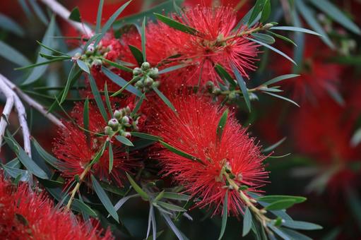 ブラシノキの写真