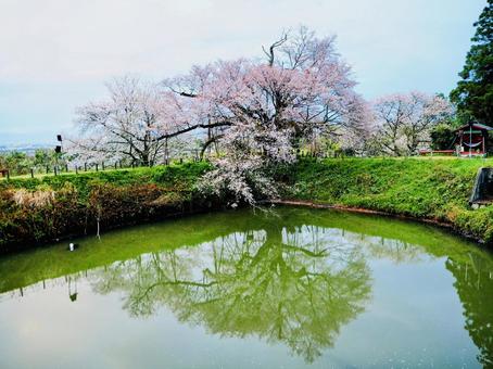 浅井の一本桜 浅井の一本桜の写真