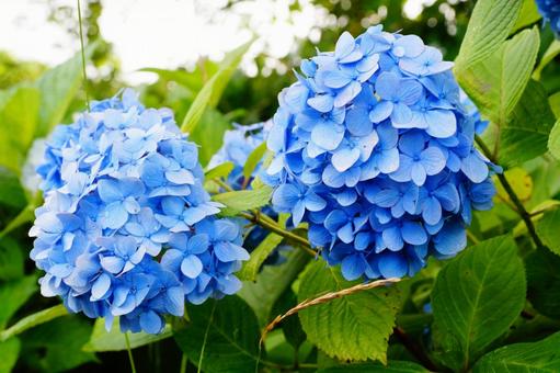 アジサイの花 アジサイの花の写真