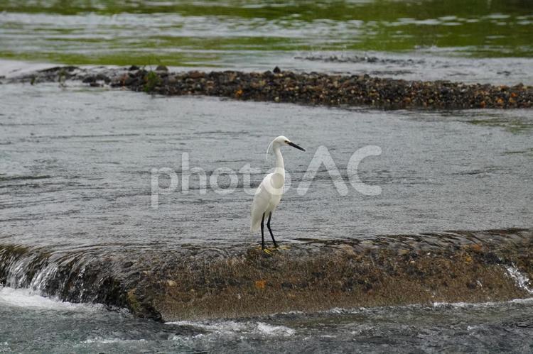 川にたたずむコサギ 川にたたずむコサギ コサギ,川,流れの写真素材