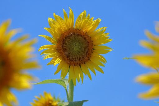 ひまわり60 ひまわり60 ひまわり,畑,向日葵の写真素材