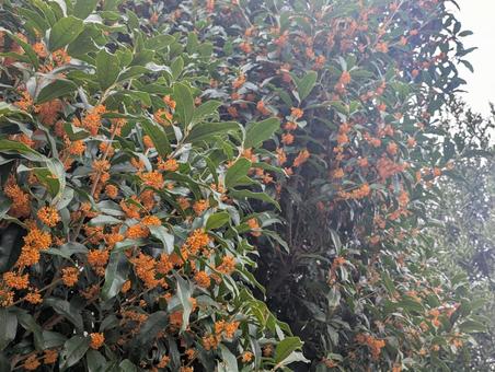 金木犀 金木犀 金木犀,秋,自然の写真素材