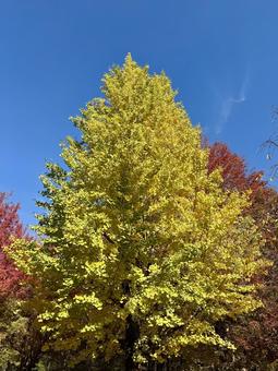 イチョウ 風景,景色,銀杏の写真素材