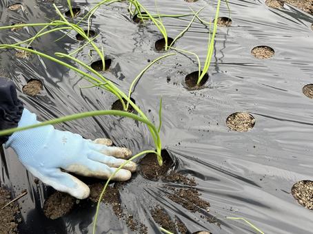 玉ねぎの苗植え 玉ねぎ,苗,植えるの写真素材