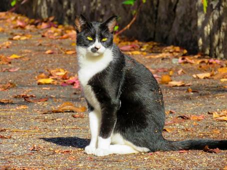 行儀よくお座りしている猫の写真