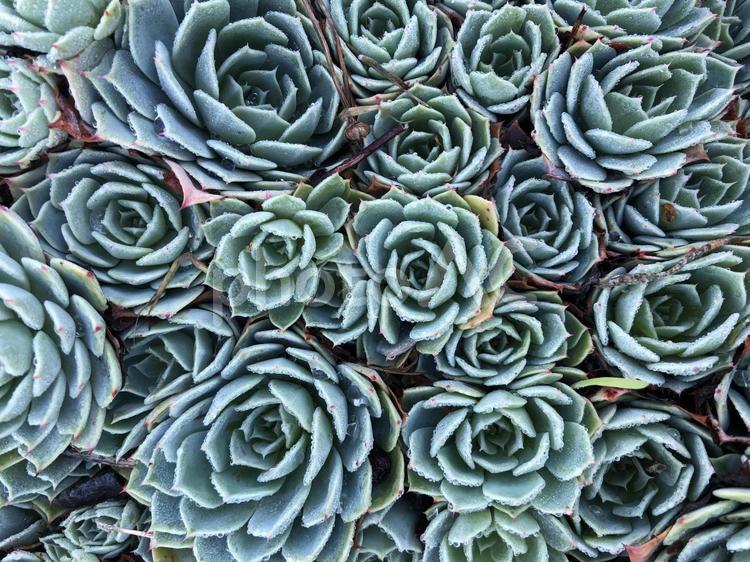 七福神　多肉植物のエケベリアのテクスチャ風 七福神,多肉植物,エケベリアの写真素材