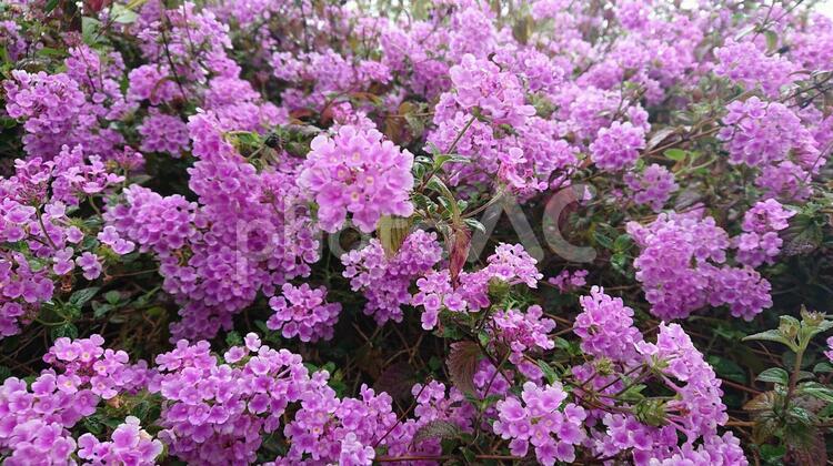 公園の花 ピンク,緑,雨の写真素材