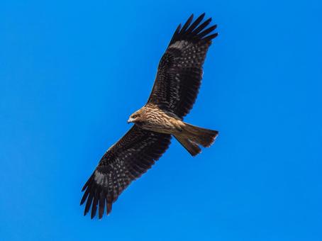 空を飛ぶトビ トビ,鳶,野鳥の写真素材