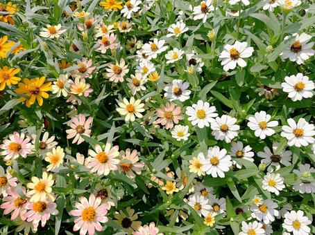 花壇に咲くジニア ジニア,花,植物の写真素材
