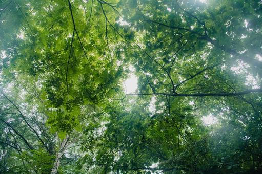 Photo, woods, summer, sunlight, 