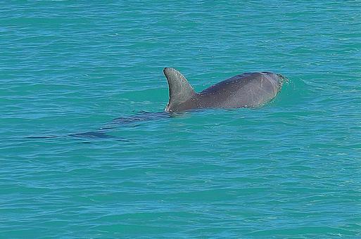 ニューカレドニア ノカンウイ島24イルカ ニューカレドニア ノカンウイ島24イルカの写真