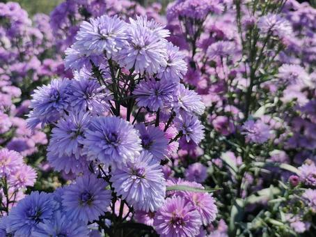 友禅菊 菊,友禅菊,花の写真素材