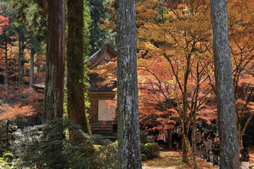 三千院の紅葉 三千院,紅葉,もみじの写真素材