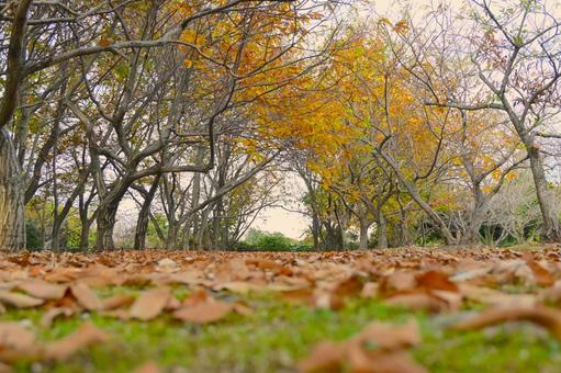 秋の落ち葉と木 落ち葉,木,秋の写真素材