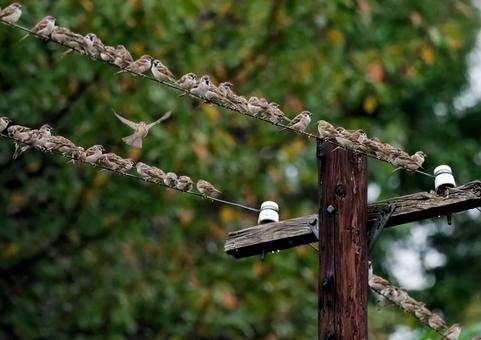 電線にすずめ スズメ,小鳥,群れの写真素材