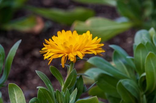 鮮やかに咲くキンセンカの花 鮮やかに咲くキンセンカの花の写真