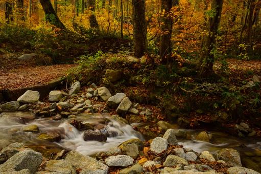 山中の川 山中の川の写真