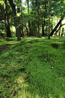 苔のある風景 苔のある風景の写真