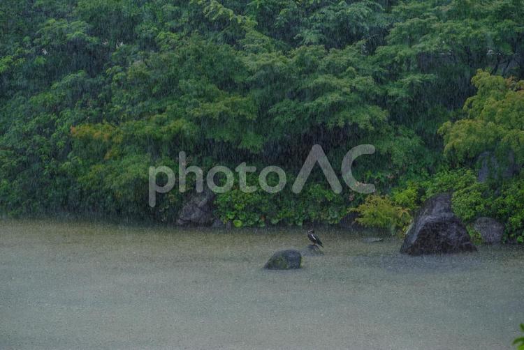 大雨の中たたずむノバリケン ノバリケン,大雨,池の写真素材