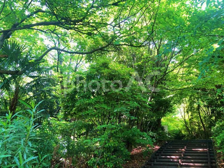 芝公園の散策路 芝公園,散策路,自然の写真素材