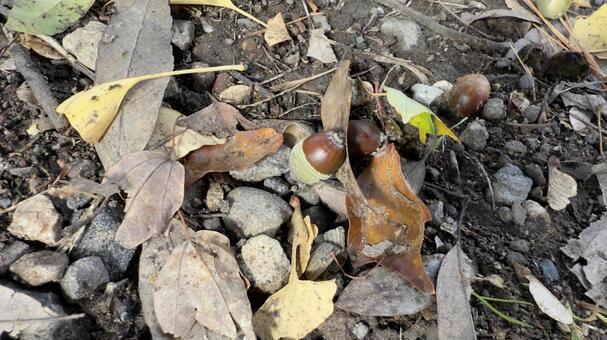 どんぐりの実と落ち葉 ドングリ,木の実,公園の写真素材