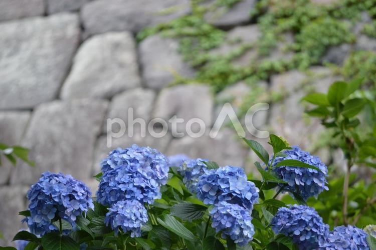 石垣と紫陽花 アジサイ,あじさい,自然の写真素材