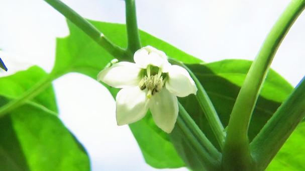 ピーマンの花・4 ピーマンの花・4の写真