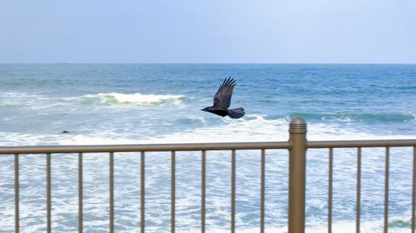 海辺を飛ぶカラス 海辺を飛ぶカラス カラス,烏,海の写真素材