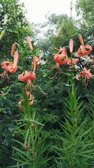 オニユリ オニユリ,群生,オレンジの写真素材