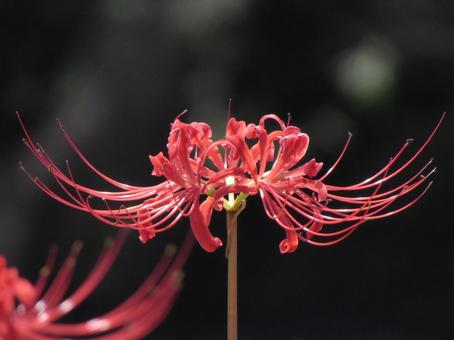 ヒガンバナd ヒガンバナd ヒガンバナ,曼珠沙華,赤い花の写真素材