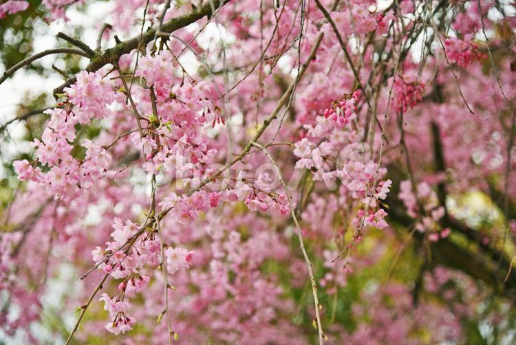大阪の桜02／大阪城付近 お花見,つぼみ,ソメイヨシノの写真素材
