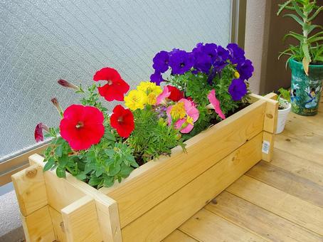 ベランダ園芸 ベランダ園芸の写真