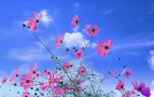ピンクの秋桜と青空 ピンクの秋桜と青空の写真