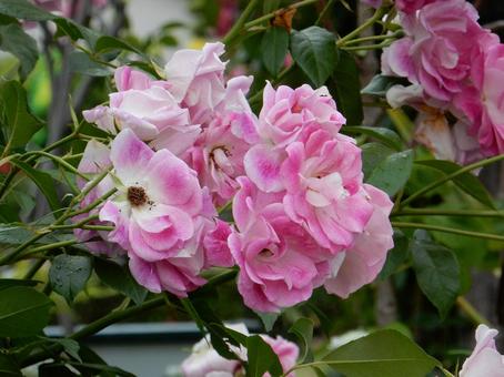 【薔薇の写真】バラの花 【薔薇の写真】バラの花 薔薇,植物,自然の写真素材