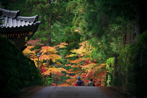 紅葉_003 紅葉_003の写真