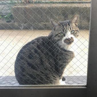 野良猫25 野良猫25 ねこ,動物,もふもふの写真素材