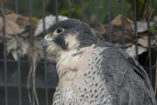 ハヤブサ 横浜,野毛山,動物の写真素材