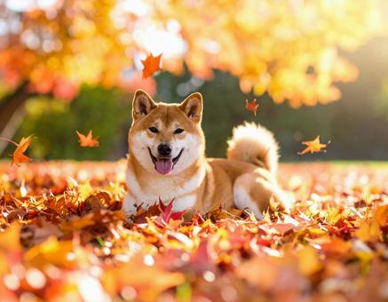 秋の柴犬 秋の柴犬の写真