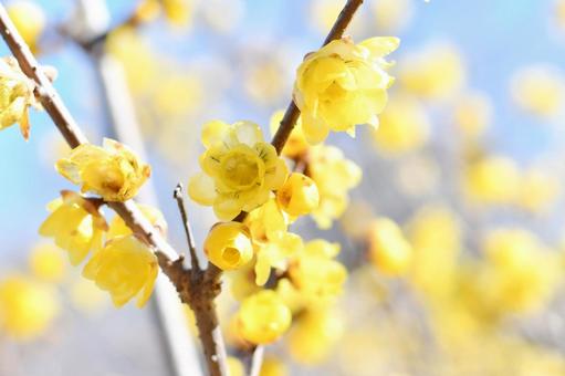 蝋梅の花 蝋梅の花の写真