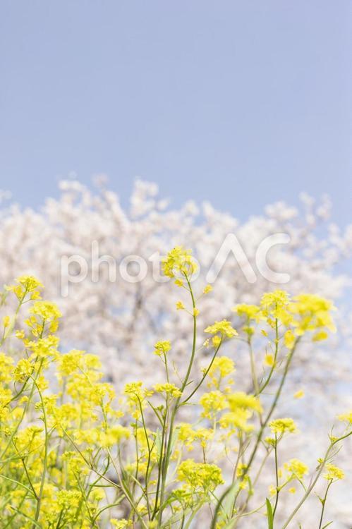 桜と菜の花 菜の花,アブラナ,春の写真素材