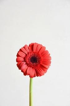 オレンジ色のバラ オレンジ色のバラの写真