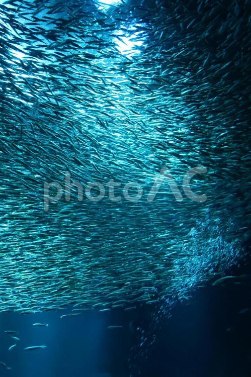 イワシの群れ イワシ,群れ,魚群の写真素材