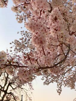 公園の桜 公園の桜の写真