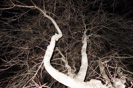 夜の桜の木 夜の桜の木の写真