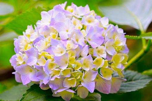 Hydrangea, JPG