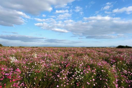 青空とコスモスの花 コスモス畑,青空,ピンクの写真素材