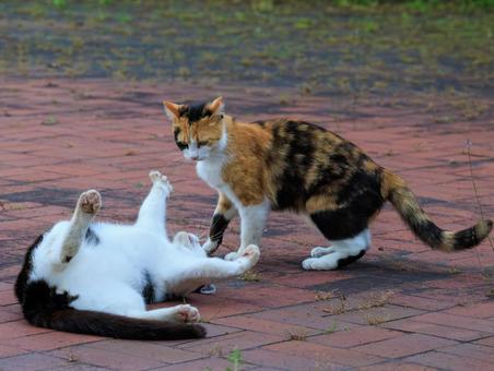 じゃれ合う野良猫です。 じゃれ合う野良猫です。の写真